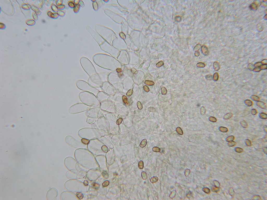 Sotto Alnus glutinosa...(cfr. Inocybe squarrosa)